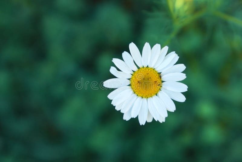 ‘Flor de Chamomilla do Matricaria ‘da camomila selvagem no fundo verde obscuro imagens de stock ‘Flor de Chamomilla do Matricaria ‘da camomila selvagem no fundo verde obscuro imagens de stock