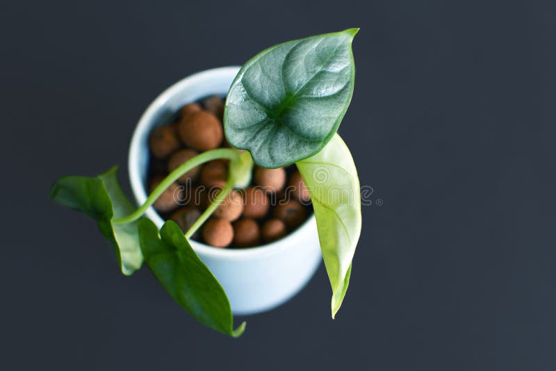 ‘Planta tropical exótica pequena da casa do dragão de prata de Baginda do Alocasia ‘no potenciômetro de flor com agregado expandi imagens de stock royalty free ‘Planta tropical exótica pequena da casa do dragão de prata de Baginda do Alocasia ‘no potenciômetro de flor com agregado expandi imagens de stock royalty free