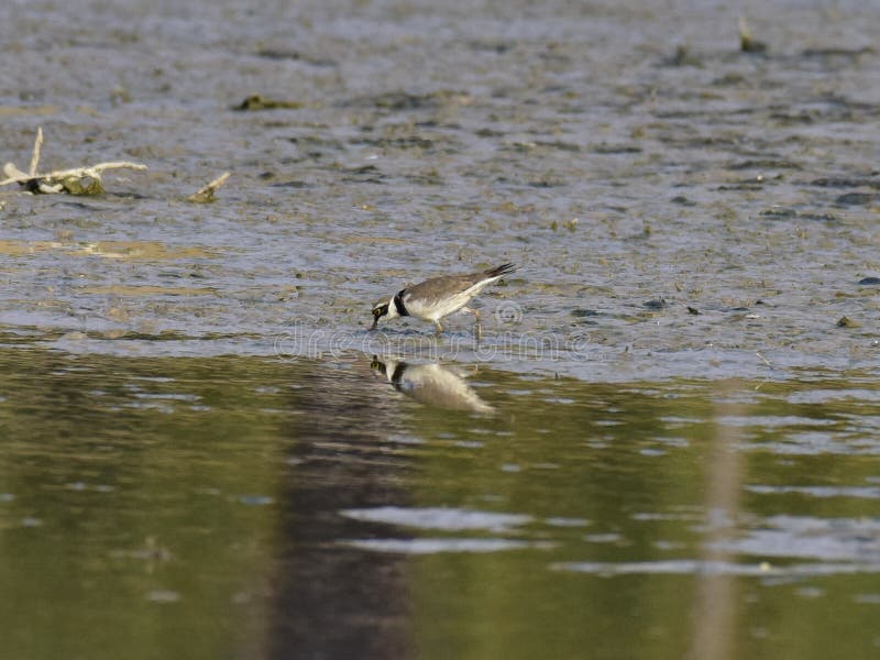 Charadrius dubius is a small cider bird with a total length of about 16 cm, and its upper body is sandy brown and white in the lower body. It has an obvious white collar, with a clear black collar under it. The posterior white spots extend back to the top of the head. One or two pairs of activities, walking very fast during activities, often looking for food while walking, accompanied by a monotonous and delicate voice. Usually, after a short run, a short stop and then go forward. Charadrius dubius is a small cider bird with a total length of about 16 cm, and its upper body is sandy brown and white in the lower body. It has an obvious white collar, with a clear black collar under it. The posterior white spots extend back to the top of the head. One or two pairs of activities, walking very fast during activities, often looking for food while walking, accompanied by a monotonous and delicate voice. Usually, after a short run, a short stop and then go forward.