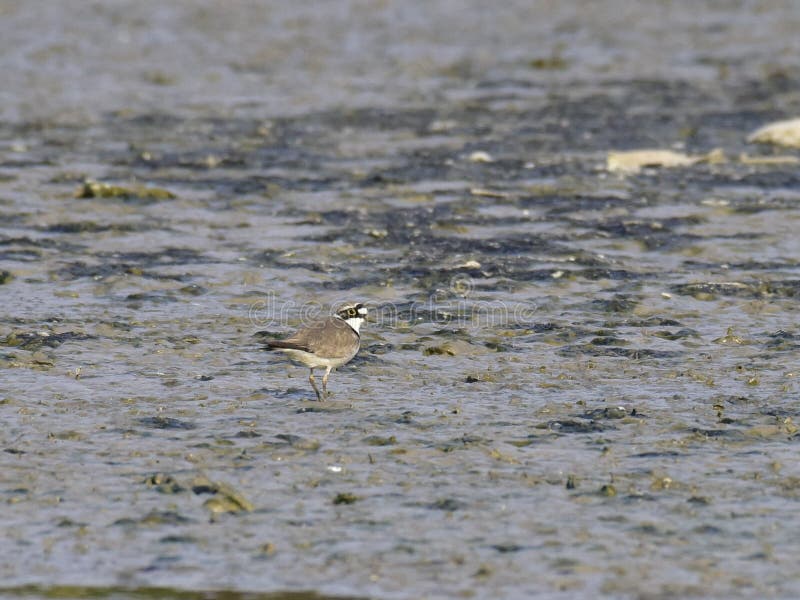 Charadrius dubius is a small cider bird with a total length of about 16 cm, and its upper body is sandy brown and white in the lower body. It has an obvious white collar, with a clear black collar under it. The posterior white spots extend back to the top of the head. One or two pairs of activities, walking very fast during activities, often looking for food while walking, accompanied by a monotonous and delicate voice. Usually, after a short run, a short stop and then go forward. Charadrius dubius is a small cider bird with a total length of about 16 cm, and its upper body is sandy brown and white in the lower body. It has an obvious white collar, with a clear black collar under it. The posterior white spots extend back to the top of the head. One or two pairs of activities, walking very fast during activities, often looking for food while walking, accompanied by a monotonous and delicate voice. Usually, after a short run, a short stop and then go forward.