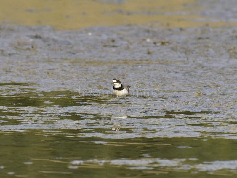 Charadrius dubius is a small cider bird with a total length of about 16 cm, and its upper body is sandy brown and white in the lower body. It has an obvious white collar, with a clear black collar under it. The posterior white spots extend back to the top of the head. One or two pairs of activities, walking very fast during activities, often looking for food while walking, accompanied by a monotonous and delicate voice. Usually, after a short run, a short stop and then go forward. Charadrius dubius is a small cider bird with a total length of about 16 cm, and its upper body is sandy brown and white in the lower body. It has an obvious white collar, with a clear black collar under it. The posterior white spots extend back to the top of the head. One or two pairs of activities, walking very fast during activities, often looking for food while walking, accompanied by a monotonous and delicate voice. Usually, after a short run, a short stop and then go forward.