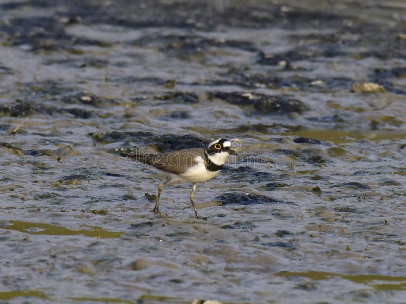 Charadrius dubius is a small cider bird with a total length of about 16 cm, and its upper body is sandy brown and white in the lower body. It has an obvious white collar, with a clear black collar under it. The posterior white spots extend back to the top of the head. One or two pairs of activities, walking very fast during activities, often looking for food while walking, accompanied by a monotonous and delicate voice. Usually, after a short run, a short stop and then go forward. Charadrius dubius is a small cider bird with a total length of about 16 cm, and its upper body is sandy brown and white in the lower body. It has an obvious white collar, with a clear black collar under it. The posterior white spots extend back to the top of the head. One or two pairs of activities, walking very fast during activities, often looking for food while walking, accompanied by a monotonous and delicate voice. Usually, after a short run, a short stop and then go forward.