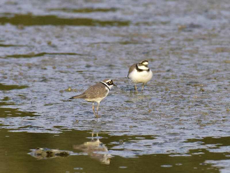 Charadrius dubius is a small cider bird with a total length of about 16 cm, and its upper body is sandy brown and white in the lower body. It has an obvious white collar, with a clear black collar under it. The posterior white spots extend back to the top of the head. One or two pairs of activities, walking very fast during activities, often looking for food while walking, accompanied by a monotonous and delicate voice. Usually, after a short run, a short stop and then go forward. Charadrius dubius is a small cider bird with a total length of about 16 cm, and its upper body is sandy brown and white in the lower body. It has an obvious white collar, with a clear black collar under it. The posterior white spots extend back to the top of the head. One or two pairs of activities, walking very fast during activities, often looking for food while walking, accompanied by a monotonous and delicate voice. Usually, after a short run, a short stop and then go forward.