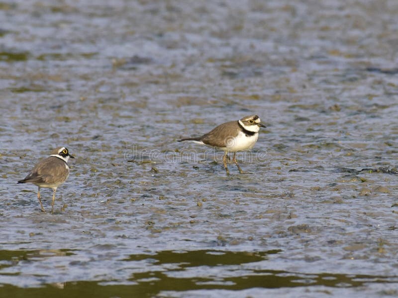 Charadrius dubius is a small cider bird with a total length of about 16 cm, and its upper body is sandy brown and white in the lower body. It has an obvious white collar, with a clear black collar under it. The posterior white spots extend back to the top of the head. One or two pairs of activities, walking very fast during activities, often looking for food while walking, accompanied by a monotonous and delicate voice. Usually, after a short run, a short stop and then go forward. Charadrius dubius is a small cider bird with a total length of about 16 cm, and its upper body is sandy brown and white in the lower body. It has an obvious white collar, with a clear black collar under it. The posterior white spots extend back to the top of the head. One or two pairs of activities, walking very fast during activities, often looking for food while walking, accompanied by a monotonous and delicate voice. Usually, after a short run, a short stop and then go forward.