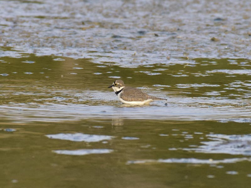 Charadrius dubius is a small cider bird with a total length of about 16 cm, and its upper body is sandy brown and white in the lower body. It has an obvious white collar, with a clear black collar under it. The posterior white spots extend back to the top of the head. One or two pairs of activities, walking very fast during activities, often looking for food while walking, accompanied by a monotonous and delicate voice. Usually, after a short run, a short stop and then go forward. Charadrius dubius is a small cider bird with a total length of about 16 cm, and its upper body is sandy brown and white in the lower body. It has an obvious white collar, with a clear black collar under it. The posterior white spots extend back to the top of the head. One or two pairs of activities, walking very fast during activities, often looking for food while walking, accompanied by a monotonous and delicate voice. Usually, after a short run, a short stop and then go forward.