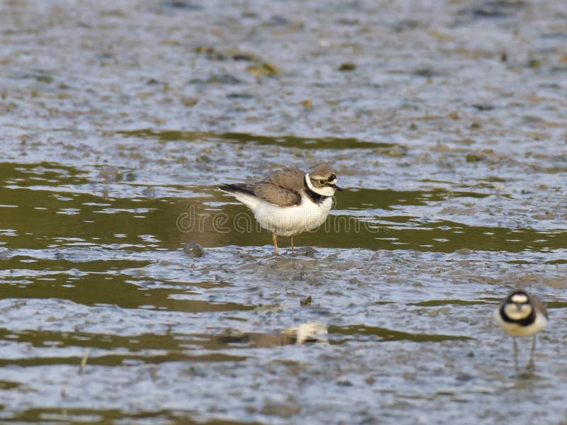 Charadrius dubius is a small cider bird with a total length of about 16 cm, and its upper body is sandy brown and white in the lower body. It has an obvious white collar, with a clear black collar under it. The posterior white spots extend back to the top of the head. One or two pairs of activities, walking very fast during activities, often looking for food while walking, accompanied by a monotonous and delicate voice. Usually, after a short run, a short stop and then go forward. Charadrius dubius is a small cider bird with a total length of about 16 cm, and its upper body is sandy brown and white in the lower body. It has an obvious white collar, with a clear black collar under it. The posterior white spots extend back to the top of the head. One or two pairs of activities, walking very fast during activities, often looking for food while walking, accompanied by a monotonous and delicate voice. Usually, after a short run, a short stop and then go forward.