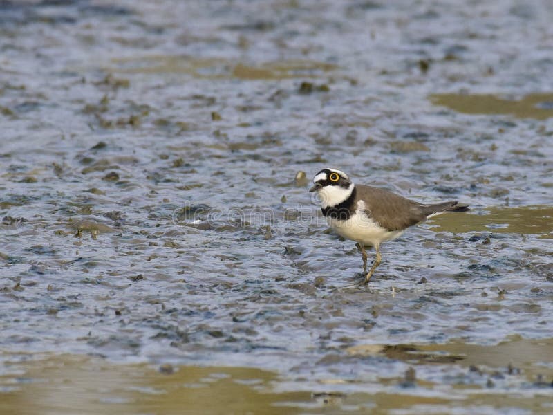 Charadrius dubius is a small cider bird with a total length of about 16 cm, and its upper body is sandy brown and white in the lower body. It has an obvious white collar, with a clear black collar under it. The posterior white spots extend back to the top of the head. One or two pairs of activities, walking very fast during activities, often looking for food while walking, accompanied by a monotonous and delicate voice. Usually, after a short run, a short stop and then go forward. Charadrius dubius is a small cider bird with a total length of about 16 cm, and its upper body is sandy brown and white in the lower body. It has an obvious white collar, with a clear black collar under it. The posterior white spots extend back to the top of the head. One or two pairs of activities, walking very fast during activities, often looking for food while walking, accompanied by a monotonous and delicate voice. Usually, after a short run, a short stop and then go forward.