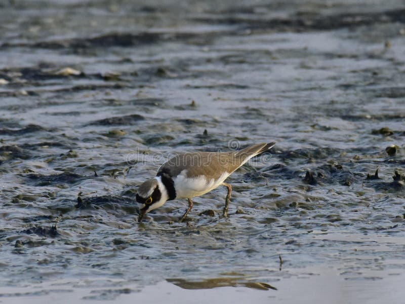 Charadrius dubius is a small cider bird with a total length of about 16 cm, and its upper body is sandy brown and white in the lower body. It has an obvious white collar, with a clear black collar under it. The posterior white spots extend back to the top of the head. One or two pairs of activities, walking very fast during activities, often looking for food while walking, accompanied by a monotonous and delicate voice. Usually, after a short run, a short stop and then go forward. Charadrius dubius is a small cider bird with a total length of about 16 cm, and its upper body is sandy brown and white in the lower body. It has an obvious white collar, with a clear black collar under it. The posterior white spots extend back to the top of the head. One or two pairs of activities, walking very fast during activities, often looking for food while walking, accompanied by a monotonous and delicate voice. Usually, after a short run, a short stop and then go forward.