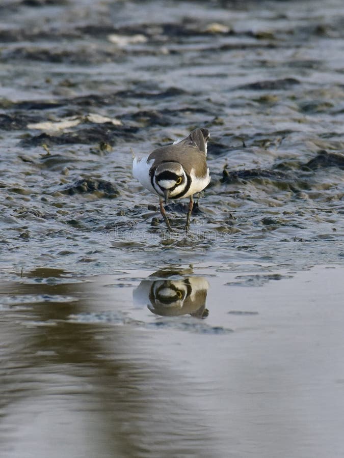 Charadrius dubius is a small cider bird with a total length of about 16 cm, and its upper body is sandy brown and white in the lower body. It has an obvious white collar, with a clear black collar under it. The posterior white spots extend back to the top of the head. One or two pairs of activities, walking very fast during activities, often looking for food while walking, accompanied by a monotonous and delicate voice. Usually, after a short run, a short stop and then go forward. Charadrius dubius is a small cider bird with a total length of about 16 cm, and its upper body is sandy brown and white in the lower body. It has an obvious white collar, with a clear black collar under it. The posterior white spots extend back to the top of the head. One or two pairs of activities, walking very fast during activities, often looking for food while walking, accompanied by a monotonous and delicate voice. Usually, after a short run, a short stop and then go forward.