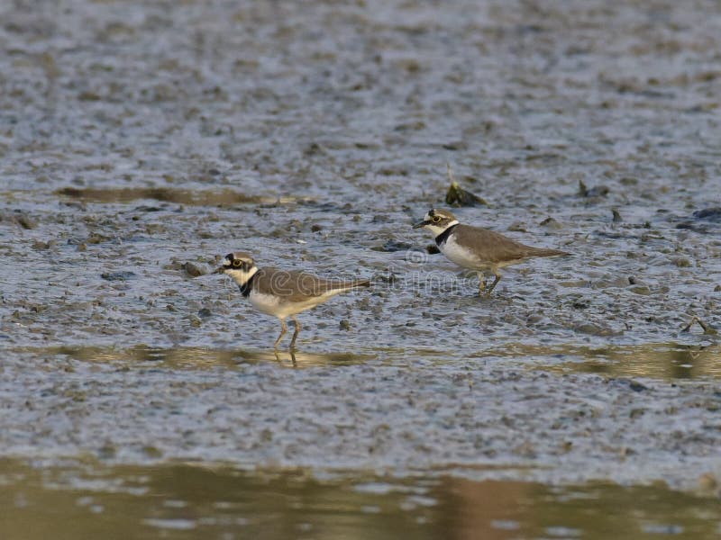 Charadrius dubius is a small cider bird with a total length of about 16 cm, and its upper body is sandy brown and white in the lower body. It has an obvious white collar, with a clear black collar under it. The posterior white spots extend back to the top of the head. One or two pairs of activities, walking very fast during activities, often looking for food while walking, accompanied by a monotonous and delicate voice. Usually, after a short run, a short stop and then go forward. Charadrius dubius is a small cider bird with a total length of about 16 cm, and its upper body is sandy brown and white in the lower body. It has an obvious white collar, with a clear black collar under it. The posterior white spots extend back to the top of the head. One or two pairs of activities, walking very fast during activities, often looking for food while walking, accompanied by a monotonous and delicate voice. Usually, after a short run, a short stop and then go forward.