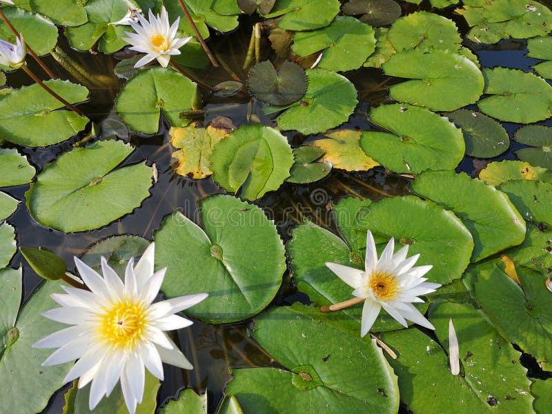 ‹För flower†för ‹för tropical†för växt för ‹för blossom†för ‹för lily†för ‹för water†för ‹för Beautiful†‹lotusâ€, arkivbilder ‹För flower†för ‹för tropical†för växt för ‹för blossom†för ‹för lily†för ‹för water†för ‹för Beautiful†‹lotusâ€, arkivbilder