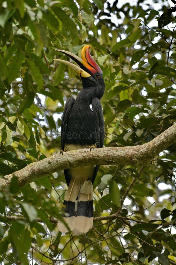 The Rhinoceros Hornbill (Buceros rhinoceros) is one of the largest hornbills, adults being approximately the size of a swan, 91–122 cm (36–48 in) long and weighing 2–3 kg (4.4–6.6 lbs). The Rhinoceros Hornbill lives in captivity for up to 90 years. It is found in lowland and montane, tropical and subtropical and in the mountain rain forests up to 1,400 metres altitude in Borneo, Sumatra, Java, the Malay Peninsula, Singapore and southern Thailand. The Rhinoceros Hornbill (Buceros rhinoceros) is one of the largest hornbills, adults being approximately the size of a swan, 91–122 cm (36–48 in) long and weighing 2–3 kg (4.4–6.6 lbs). The Rhinoceros Hornbill lives in captivity for up to 90 years. It is found in lowland and montane, tropical and subtropical and in the mountain rain forests up to 1,400 metres altitude in Borneo, Sumatra, Java, the Malay Peninsula, Singapore and southern Thailand.