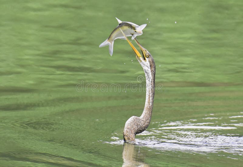 An Oriental Darter displaying it`s catch of fish. These birds typically feeds on fishes and after catching the fish they usually toss it in the air before gulping it at one go. An Oriental Darter displaying it`s catch of fish. These birds typically feeds on fishes and after catching the fish they usually toss it in the air before gulping it at one go.