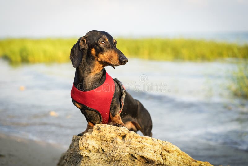 一条美丽的达克斯猎犬狗的画象在红色背心鞔具的坐在海滩的一块石头在夏天在日落反对蓝色 库存照片 一条美丽的达克斯猎犬狗的画象在红色背心鞔具的坐在海滩的一块石头在夏天在日落反对蓝色 库存照片