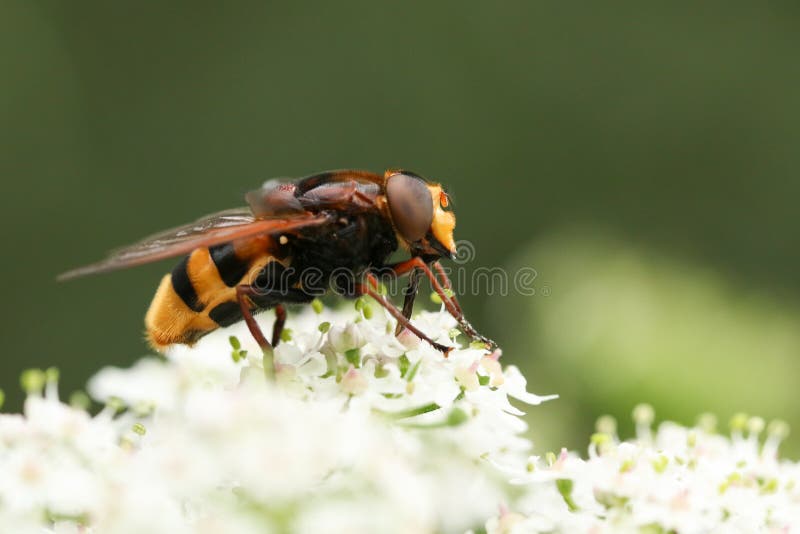 一个大大黄蜂仿造物Hoverfly,Volucella zonaria,nectaring在一束白花 免版税库存照片 一个大大黄蜂仿造物Hoverfly,Volucella zonaria,nectaring在一束白花 免版税库存照片