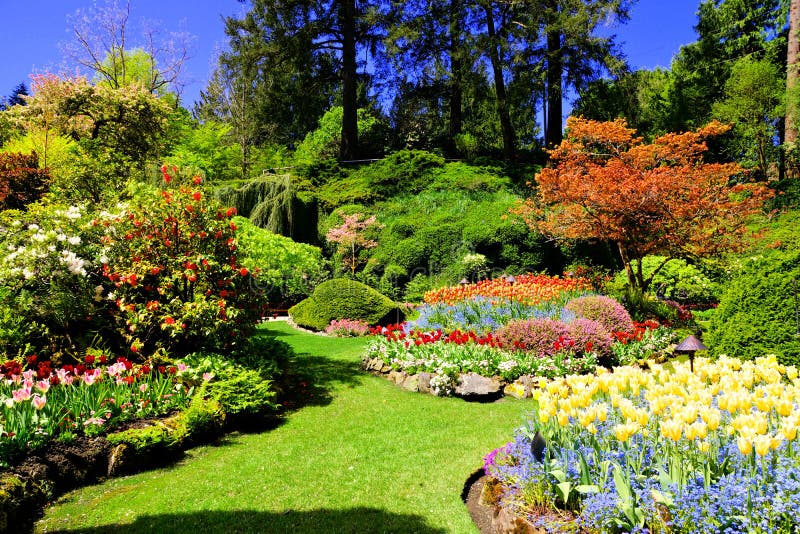 一个庭院春天，维多利亚，加拿大的五颜六色的花