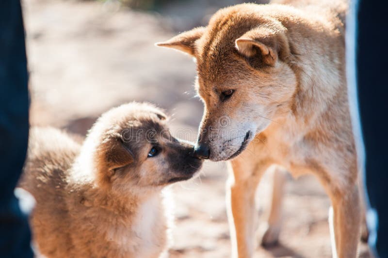 Animal : A mixed Shepherd breed dog mother and her puppy touching noses. relationship between mother and child take a look to each other. blurred image of moment in natural light. Animal : A mixed Shepherd breed dog mother and her puppy touching noses. relationship between mother and child take a look to each other. blurred image of moment in natural light