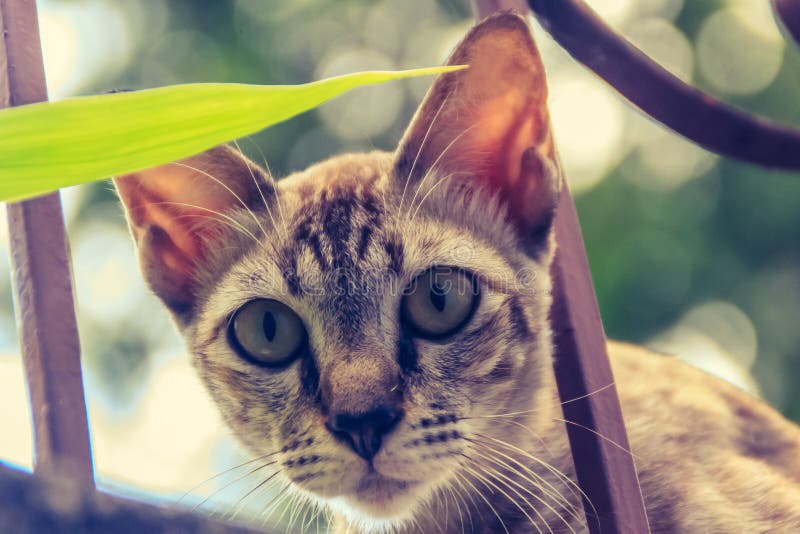 一个被放弃的无家可归的离群猫离子边界墙和等待对偷窃食物的 可怕,离群,无家可归,深灰猫, steali 免版税库存图片 一个被放弃的无家可归的离群猫离子边界墙和等待对偷窃食物的 可怕,离群,无家可归,深灰猫, steali 免版税库存图片