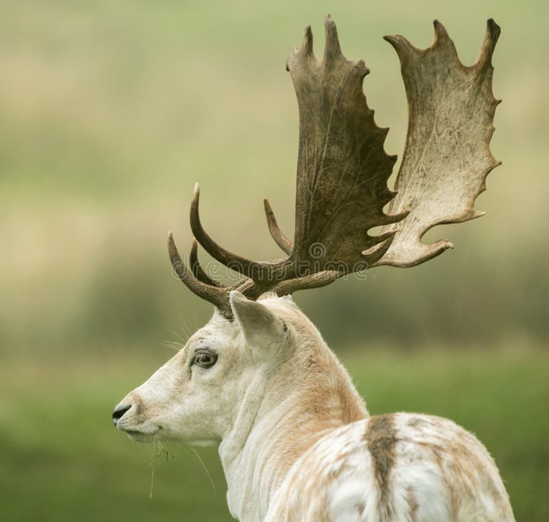 Back of a fallow deer's head with large antlers and horns. Back of a fallow deer's head with large antlers and horns