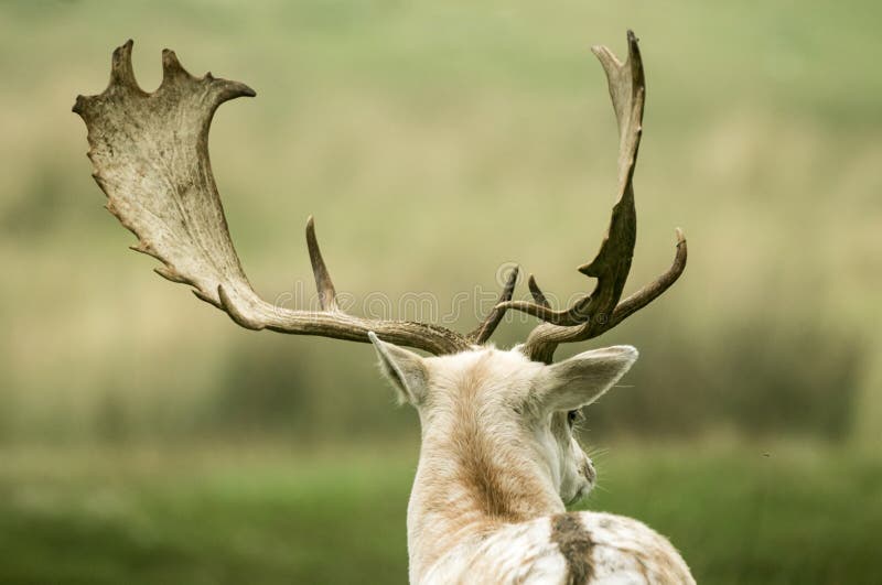 Back of a fallow deer's head with large antlers and horns. Back of a fallow deer's head with large antlers and horns