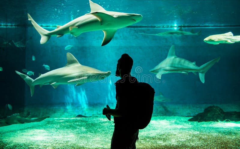 一位游客正在当地水族馆的水族馆里观看大型鲨鱼的表演。 库存照片 一位游客正在当地水族馆的水族馆里观看大型鲨鱼的表演。 库存照片
