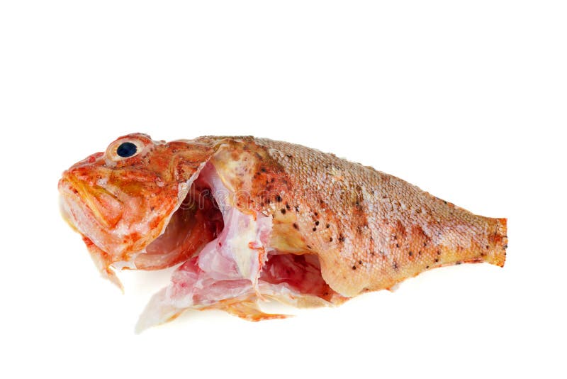 一只准备煮白色分离的生红焦点鱼