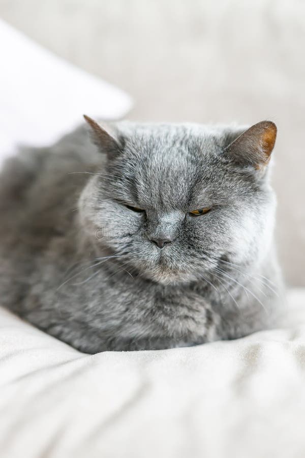 一只可爱的灰色英国短毛猫，闭着眼睛，安静地躺在毛绒床上，增添了一种宁静和愉悦的感觉 库存图片