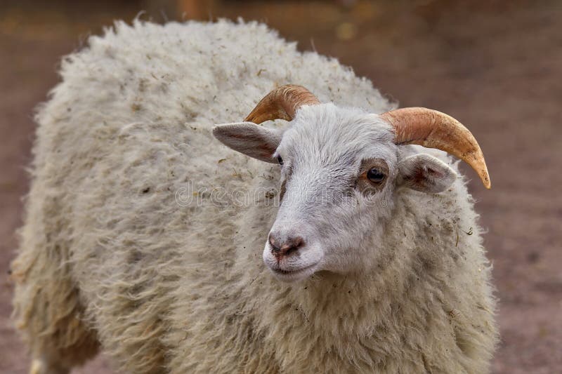 Image portrait of a pet white horned sheep. Image portrait of a pet white horned sheep