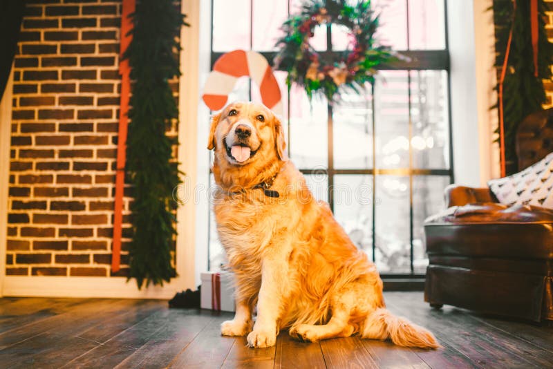 一只家谱成人金毛猎犬,拉布拉多在充分的成长坐用新年的和基督装饰的窗口的背景 库存照片 一只家谱成人金毛猎犬,拉布拉多在充分的成长坐用新年的和基督装饰的窗口的背景 库存照片