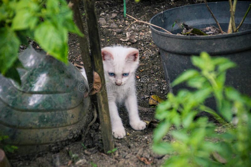 一只毛毛，蓝眼睛的流浪小猫1 免版税图库摄影