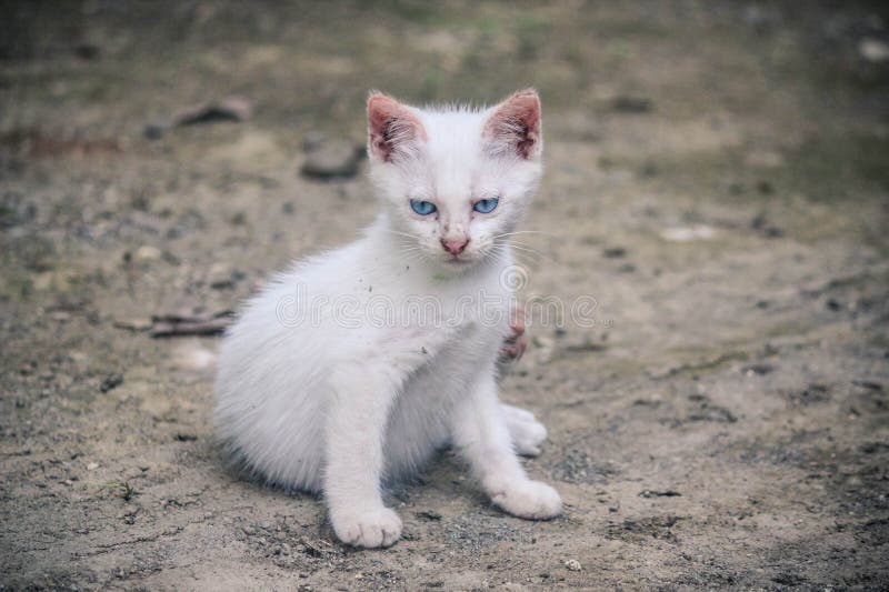 一只毛毛，蓝眼睛的流浪小猫1 库存图片