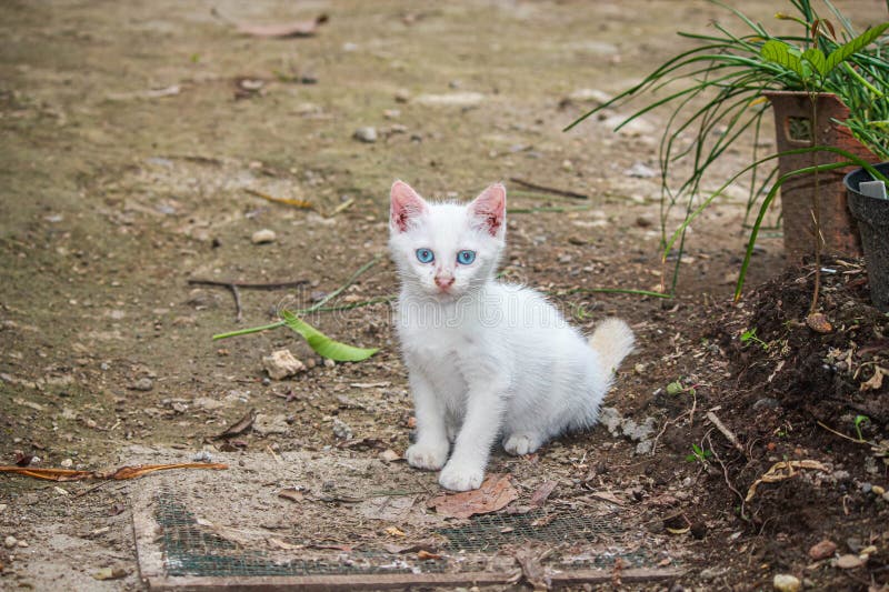 一只毛毛，蓝眼睛的流浪小猫1 免版税库存图片