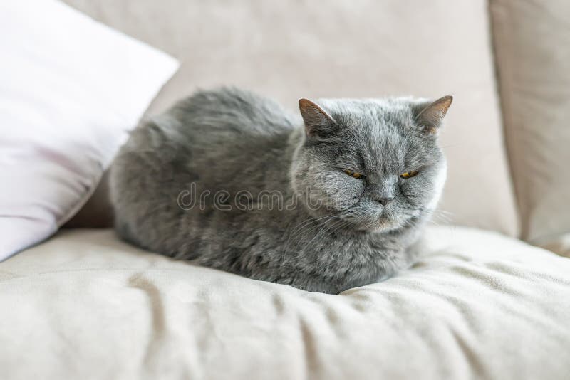 一只灰色的英国矮猫安静地睡在沙发上，享受着沉静的时光 图库摄影