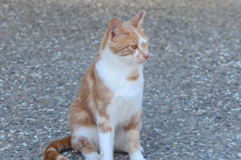 一只猫坐在沥青1上的肖像 库存图片
