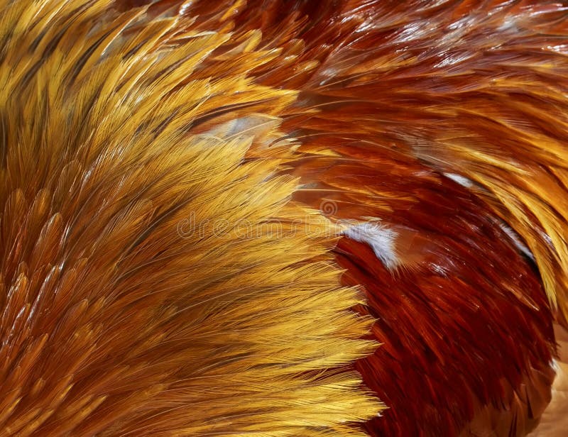 一只红金鸡亮亮的亮虹色羽毛纹饰