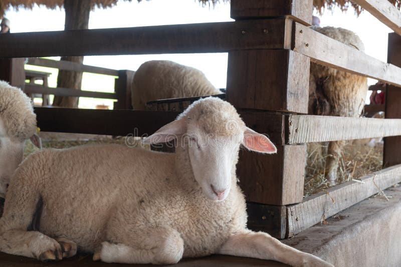 Close-up photo of a lamb lying beside stable in livestock farm , animal life. Close-up photo of a lamb lying beside stable in livestock farm , animal life