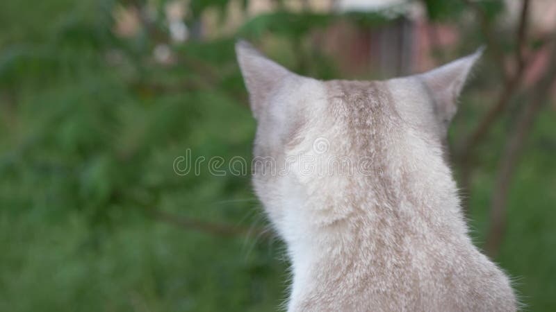 一只美丽的幼小白肤金发的猫的画象