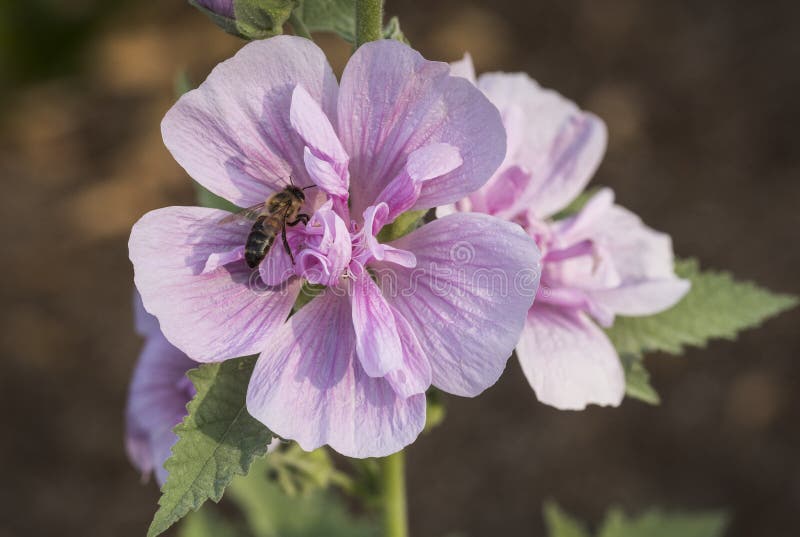 Delicate pink Shrubby Hollyhock - Alcalthaea suffrutescens `Park Rondell` flower being pollinated by a bee. Garden wildlife. Environment, habitat. Bees are globally important for agriculture as pollinators. entomology, macro, depth of field, zoology, striped, markings. Delicate pink Shrubby Hollyhock - Alcalthaea suffrutescens `Park Rondell` flower being pollinated by a bee. Garden wildlife. Environment, habitat. Bees are globally important for agriculture as pollinators. entomology, macro, depth of field, zoology, striped, markings