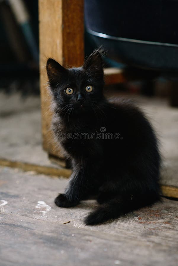 一只被吓坏的流浪黑猫，看起来非常感兴趣 软焦点