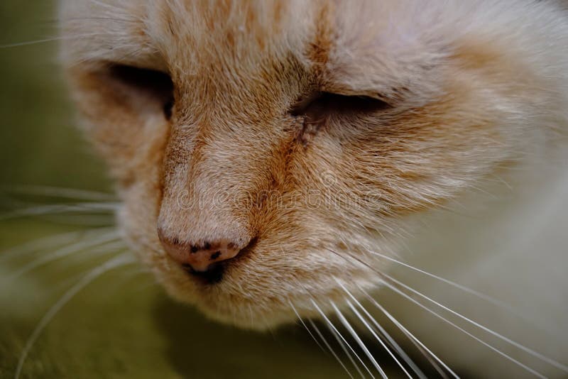 一只非常放松可爱的猫的特写 图库摄影