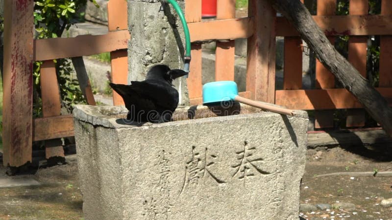 一只黑乌鸦在日本的喷泉里沐浴. 日本乌鸦浴