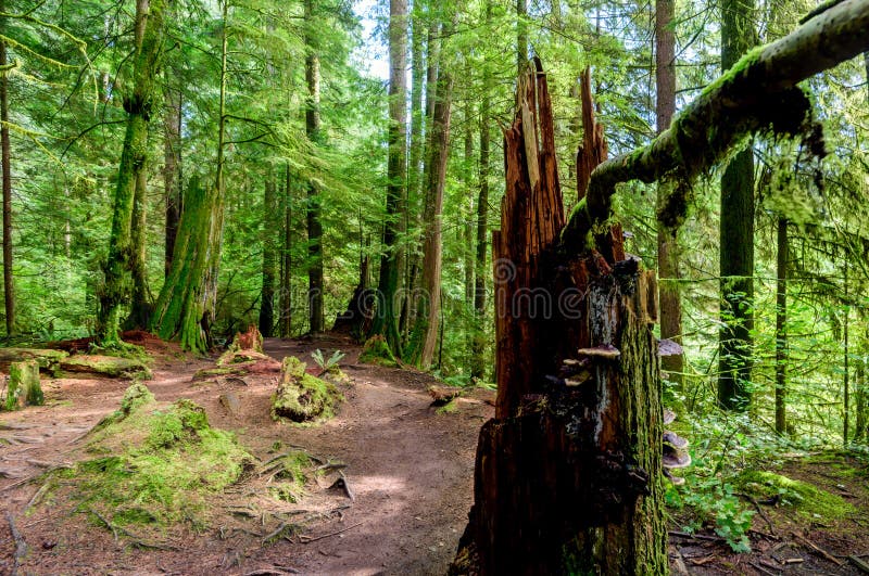 A glade in a deciduous forest, with tall trees covered with green moss, an earthen path and an old stump. A glade in a deciduous forest, with tall trees covered with green moss, an earthen path and an old stump