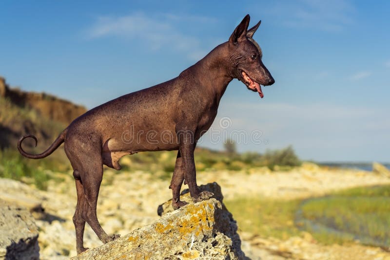一墨西哥无毛的狗xoloitzcuintle,Xolo站立在一个大岩石的日落在岸反对天空蔚蓝 免版税库存图片 一墨西哥无毛的狗xoloitzcuintle,Xolo站立在一个大岩石的日落在岸反对天空蔚蓝 免版税库存图片