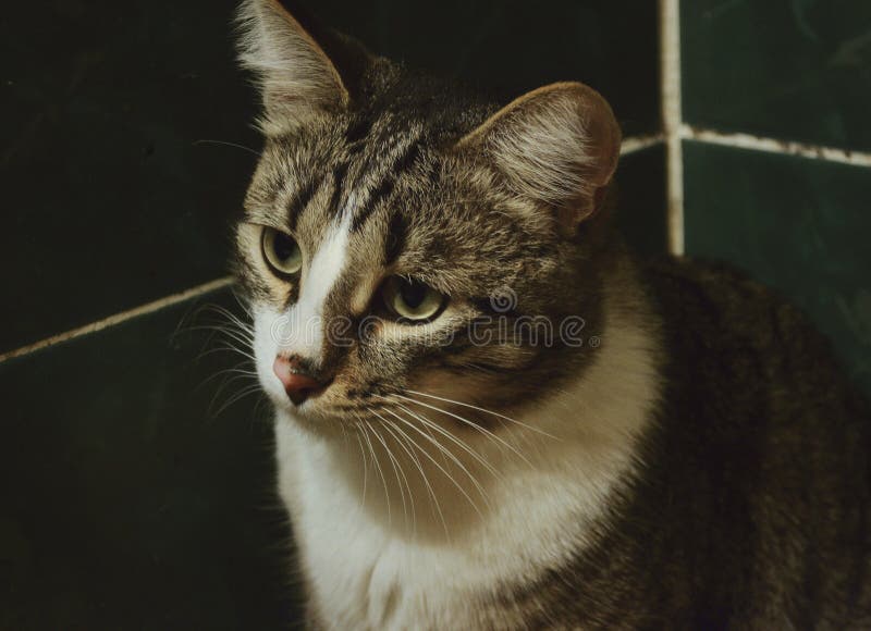一头垂骨的坐猫 库存图片