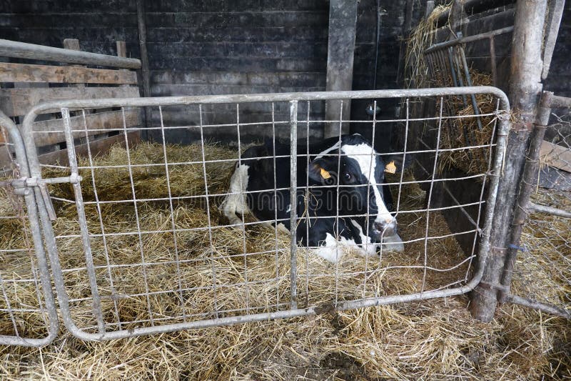 A cow is laying in a pen with hay. The pen is made of metal and has a wire fence. A cow is laying in a pen with hay. The pen is made of metal and has a wire fence