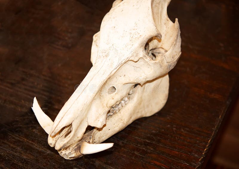 一头野公猪肉猪的头骨库存照片. 图片包括有象牙, 种植园, 陈列, 杀害