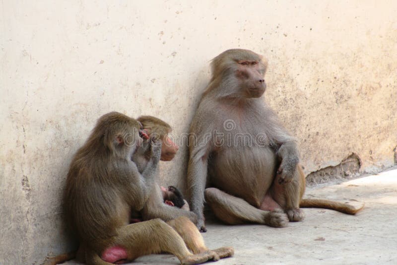 Adult and pair of young baboons gulping each other. Adult and pair of young baboons gulping each other