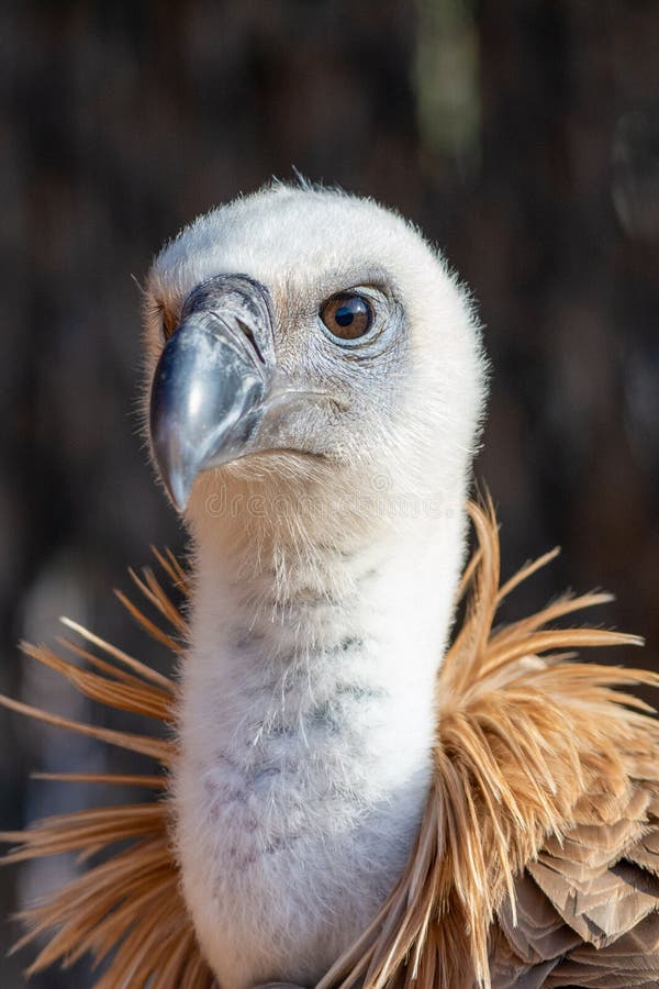 一张非常特写的头像照，上面是一个长着脸的秃鹫或营养秃鹫的头迹。