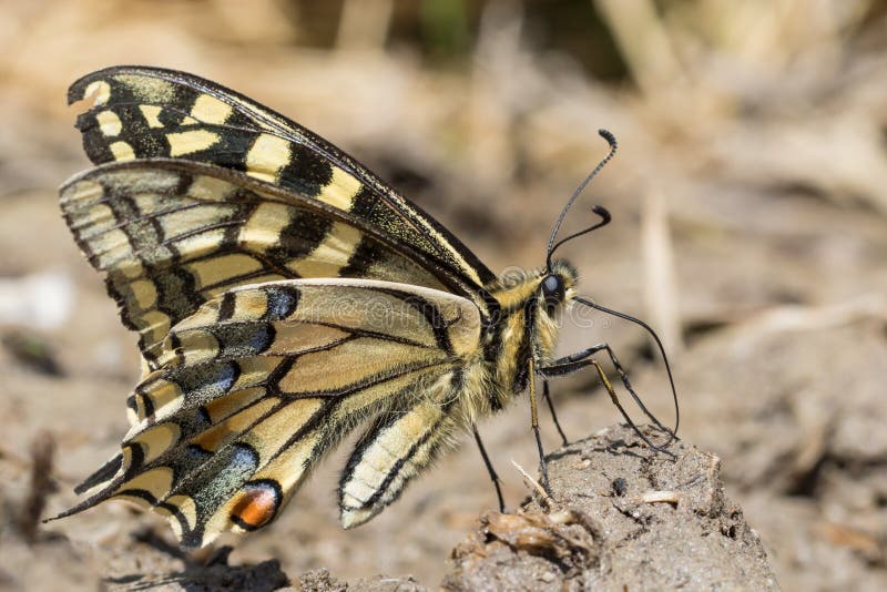 一旧世界swallowtail的特写镜头- Papilio machaon -在地面上 免版税图库摄影 一旧世界swallowtail的特写镜头- Papilio machaon -在地面上 免版税图库摄影