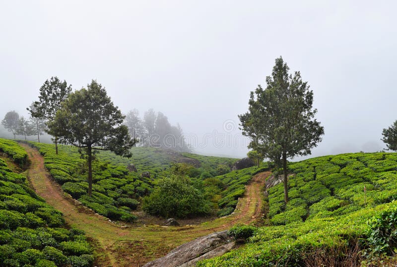 一条未加工的道路穿过有银色橡树的茶园在小山在Munnar,喀拉拉,印度-一个绿色风景 免版税图库摄影 一条未加工的道路穿过有银色橡树的茶园在小山在Munnar,喀拉拉,印度-一个绿色风景 免版税图库摄影